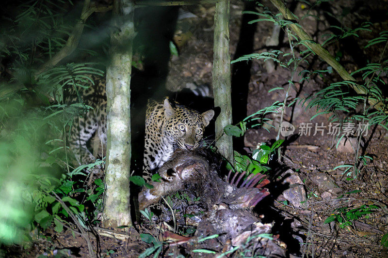 狩猎动物:成年雌豹(Panthera pardus)。